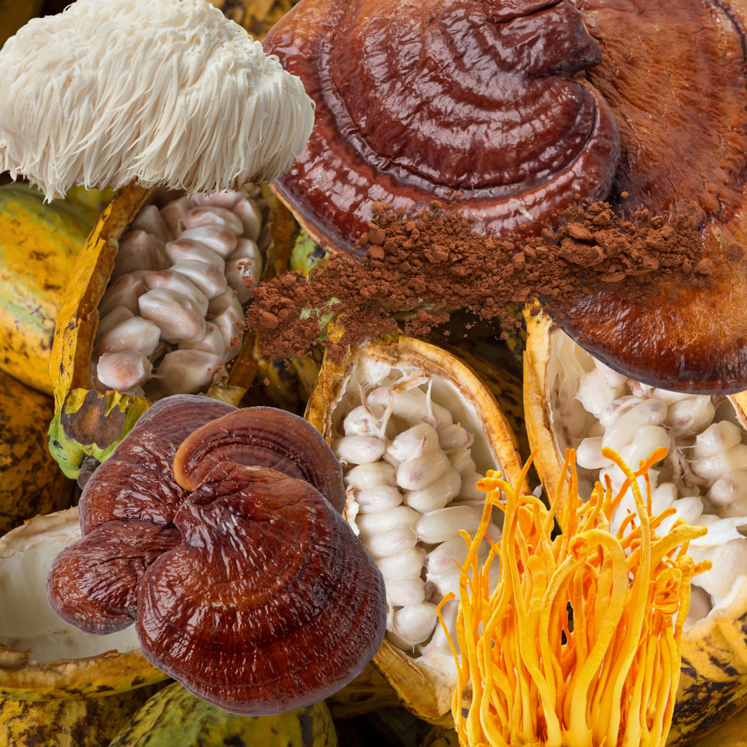 Cacao y Hongos: historia y ciencia de una relación transformadora (parte 1)