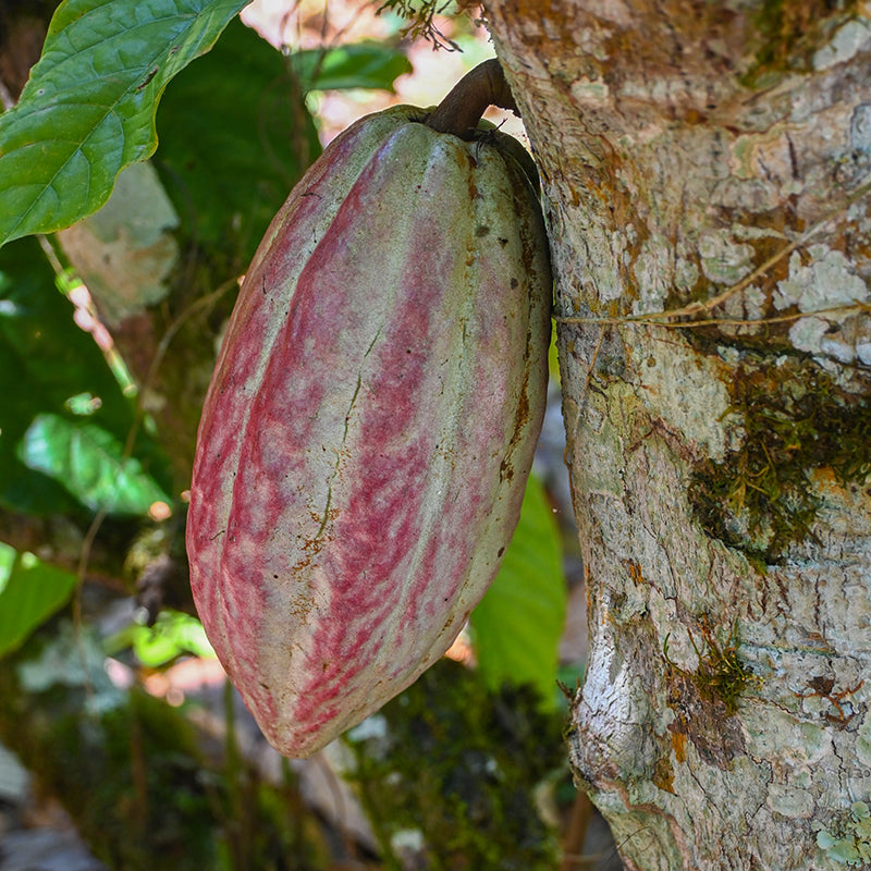 El poder del cacao: mucho más que un simple chocolate