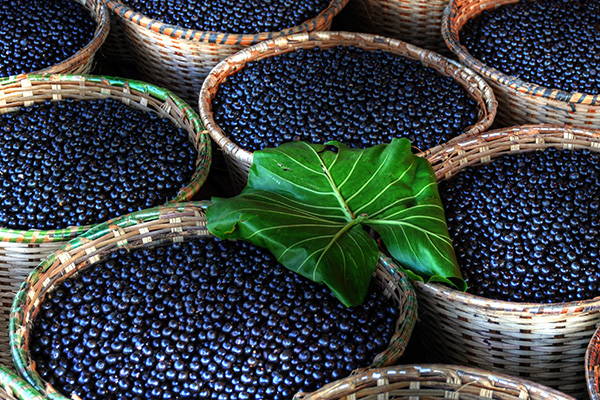 ¡¡Descubre De Dónde Viene Nuestro Açaí Y Siente El Agradecimiento De Los Productores!!