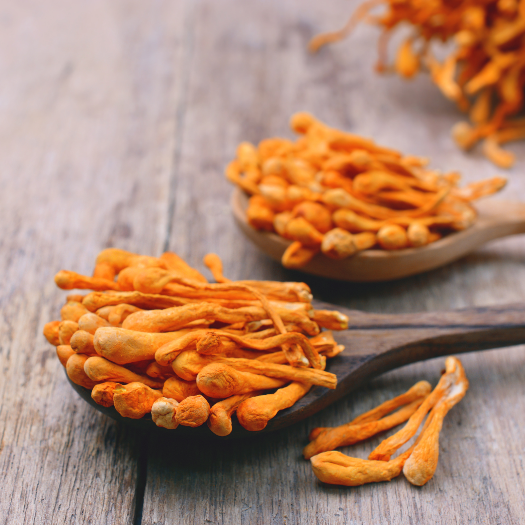 Por qué los Chinos aman el Cordyceps desde hace siglos