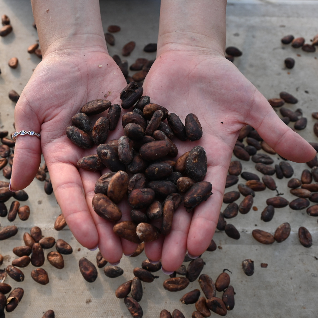 Más arriba que el Bitcoin: la crisis mundial del precio del cacao