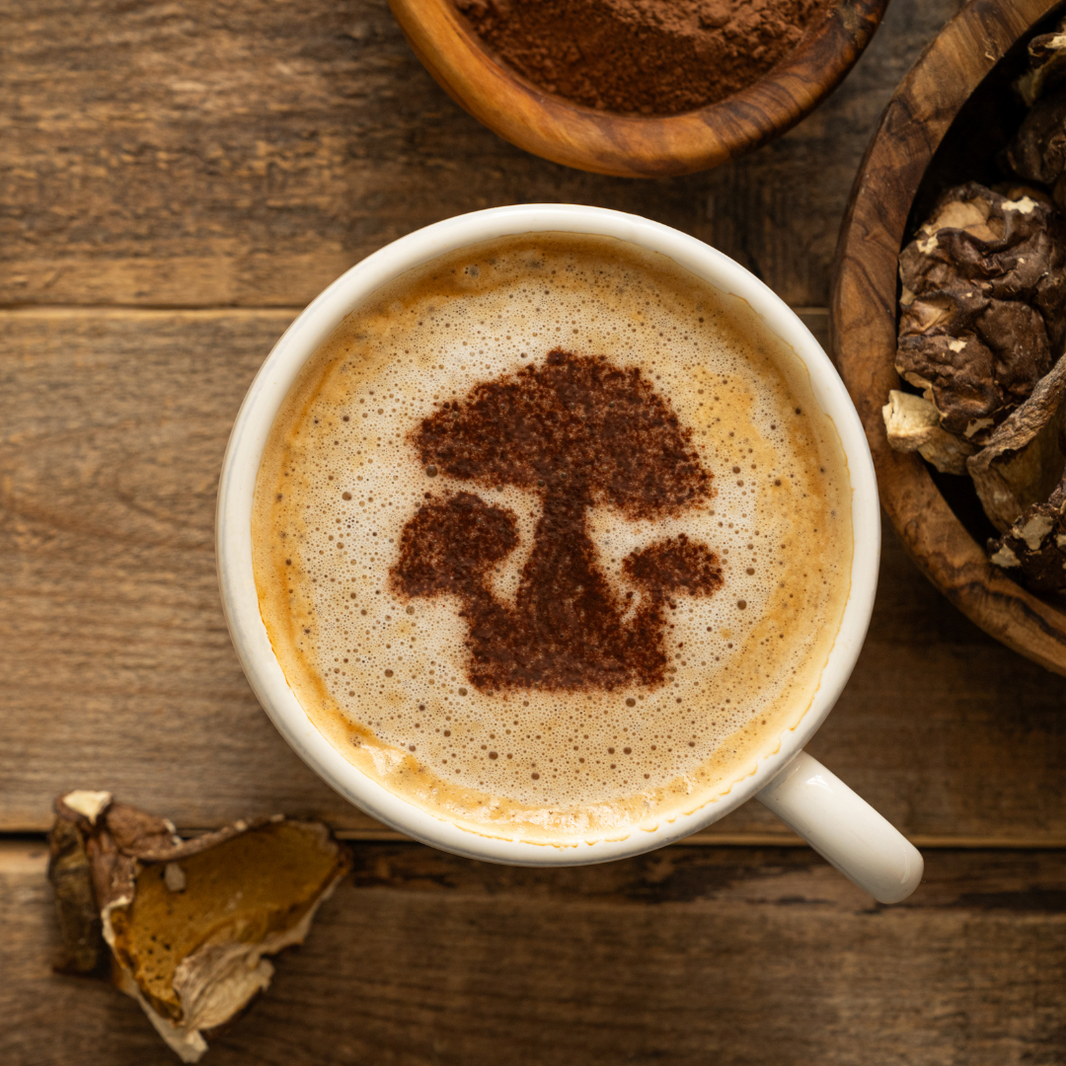 Cacao y Hongos: historia y ciencia de una relación transformadora (parte 2)