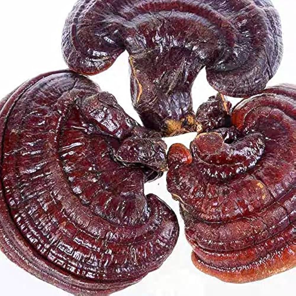 Reishi: Tu Arma Secreta para Combatir la Fatiga y Mejorar tu Sueño